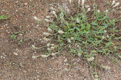 Gomphrena celosioides